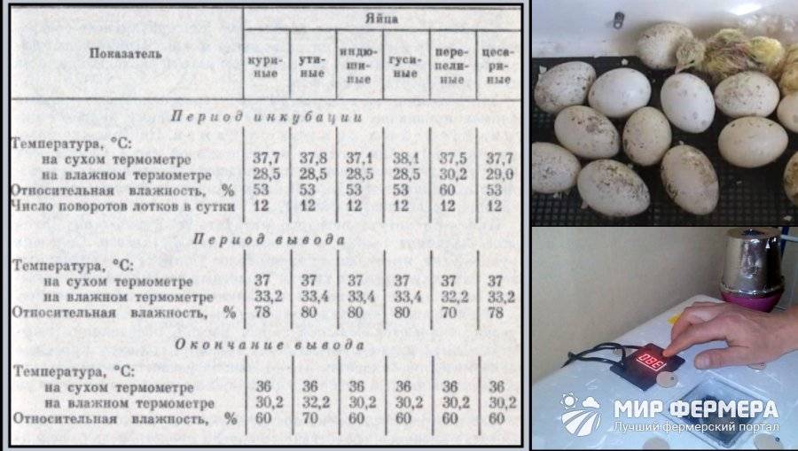 Время инкубации гусиных яиц, правила подготовки и проверки