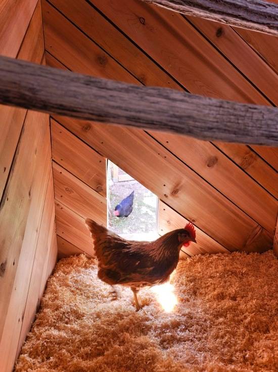 Освещение для курятника зимой и внесезонное яйцо – как обмануть природу курицы — agroxxi