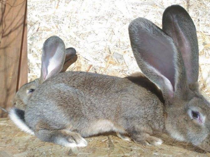 Кролики породы ризен: описание и правила содержания