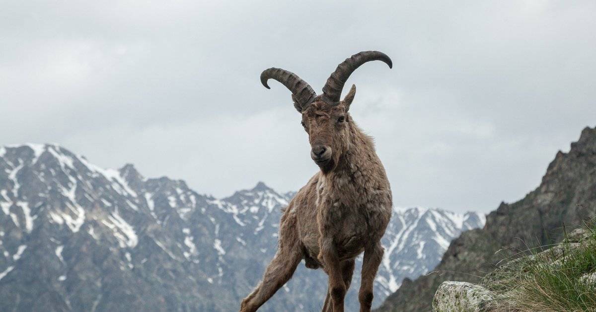 “путешественник по горам” – все о горных козлах