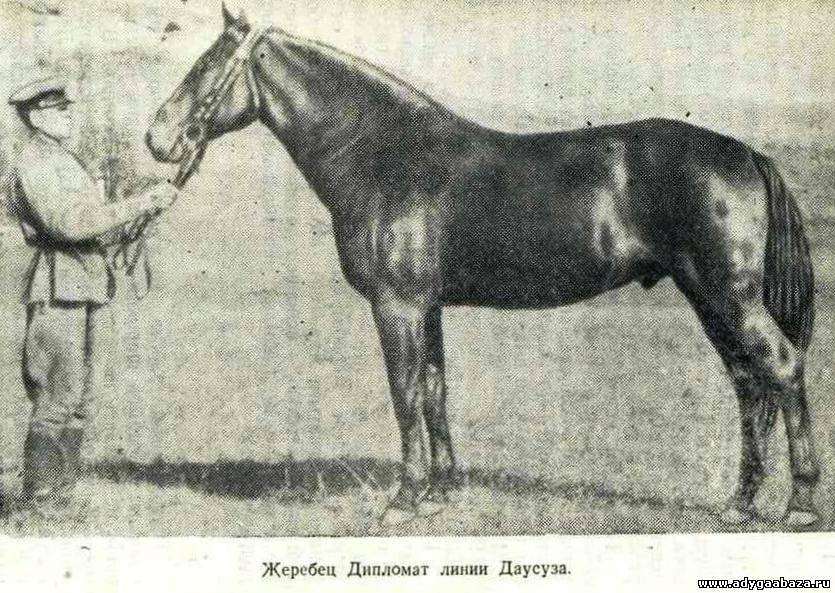 7 особенностей лошадей карачаевской породы