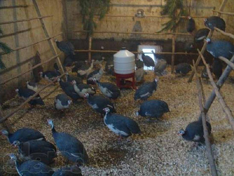 Содержание гусей зимой и летом, помещения для содержания домашней птицы