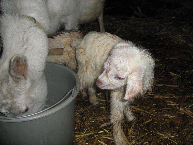 Беременность у козы: сколько длится, уход и окот