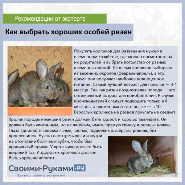 Кролик ризен: описание и характеристики породы