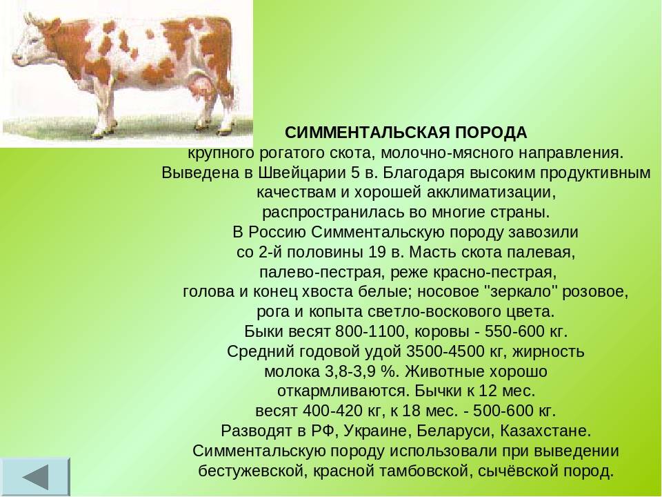 Характеристики продуктивности и описание экстерьера Симментальской породы коров