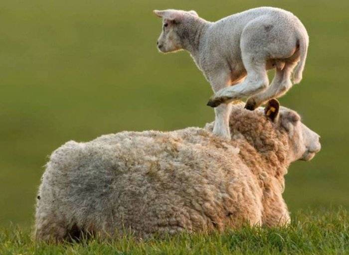 Как происходит окот овец?