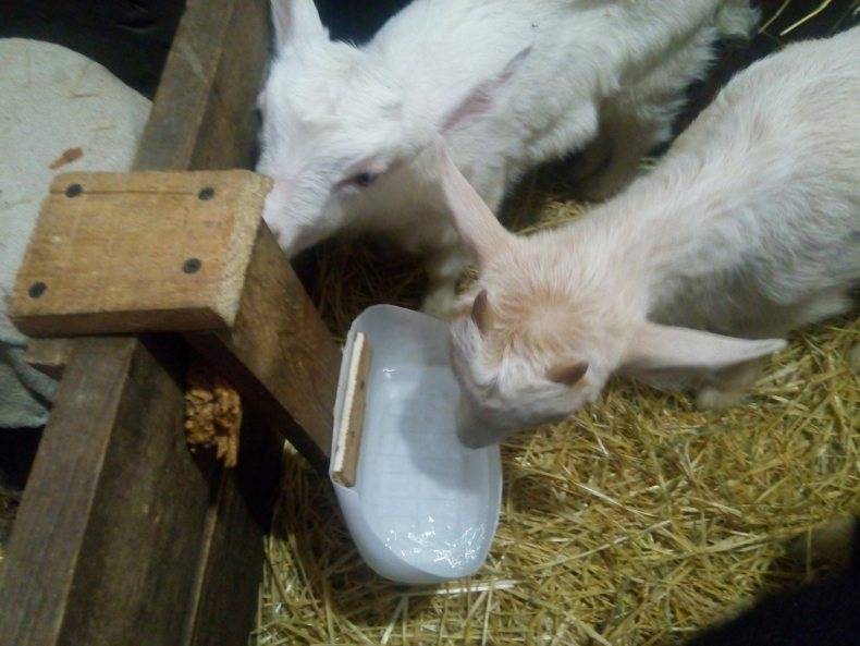 Кормление новорожденных козлят — agroxxi
