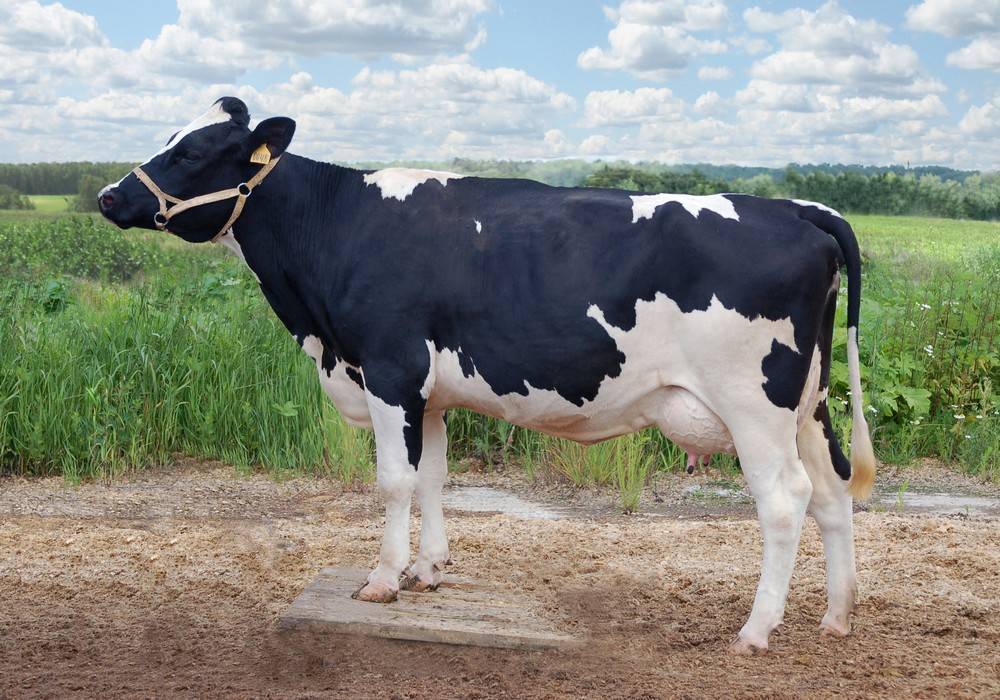 Отличительные черты холмогорской породы коров