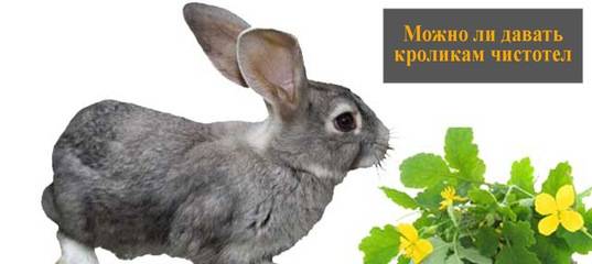 Травы, ядовитые для кроликов [1974 рогожкин а.г. - ветеринарные советы кролиководам]