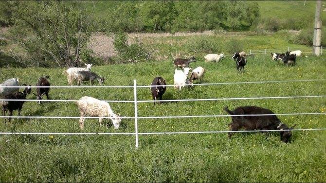 Электропастух своими руками для овец, коров, коз схема из катушки зажигания - как сделать в домашних