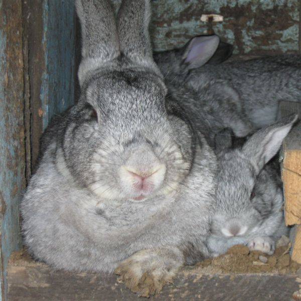 Шиншилловый кролик: описание породы и фото, особенности разведения и содержания