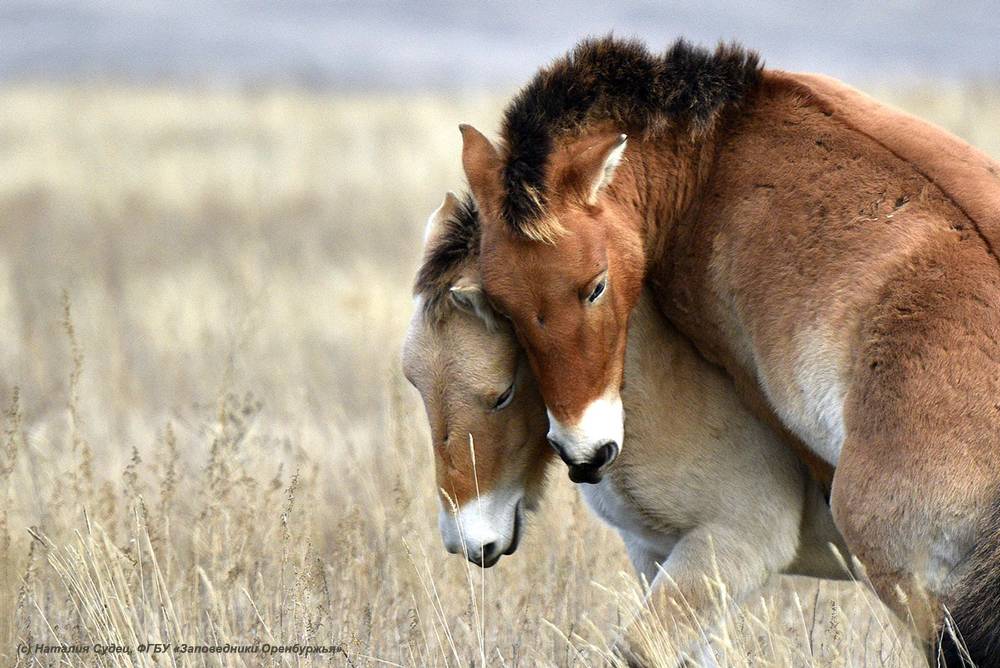 Лошадь пржевальского. среда обитания и образ жизни лошади пржевальского