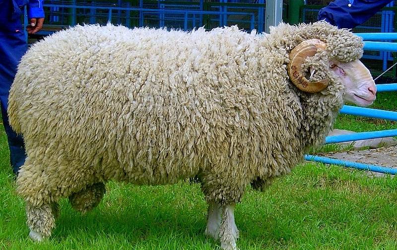 Сальская порода овец. тонкорунные. шерстные породы овец.