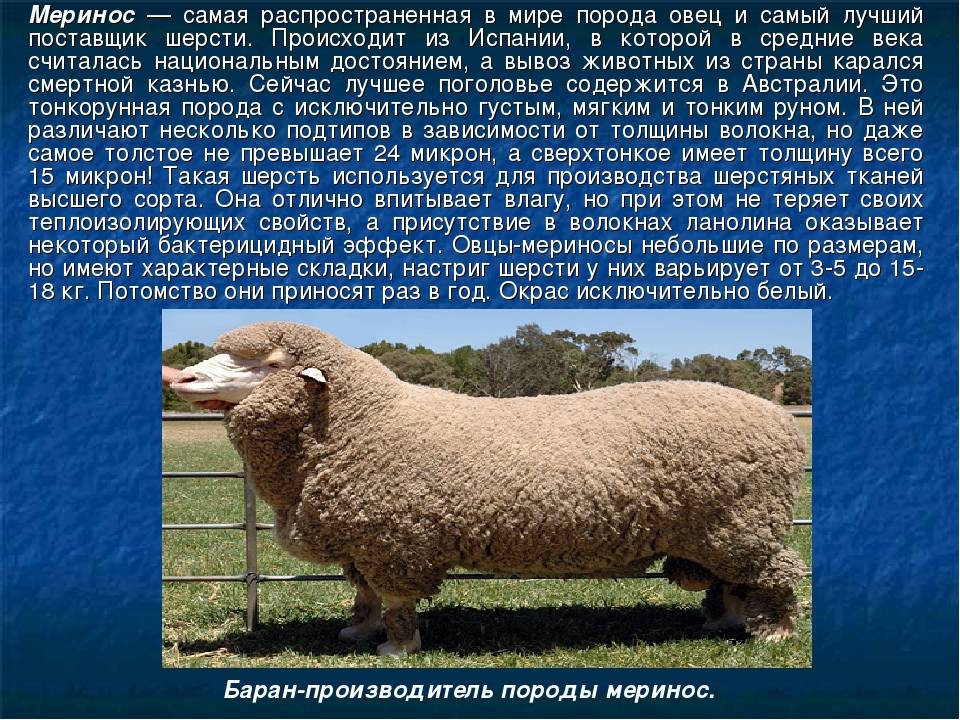 Лучшие породы овец мясной, молочной, шерстной направленности
