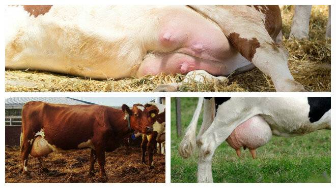 Почему горчит молоко у коровы зимой, осенью: причины, методы лечения