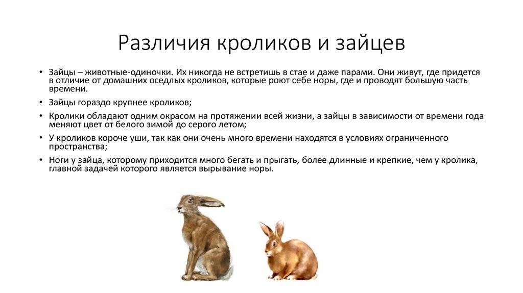 ᐉ отличия зайца от кролика и можно ли их скрещивать? - zooon.ru