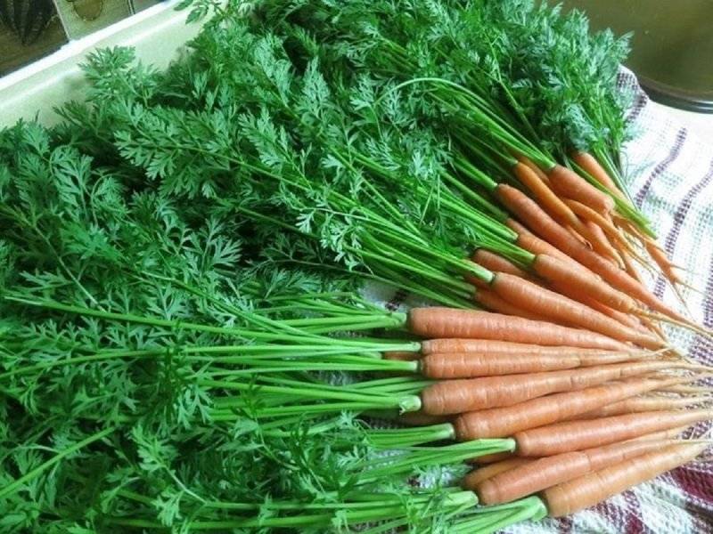 Причины, почему морковь мягкая в земле и что с этим делать
