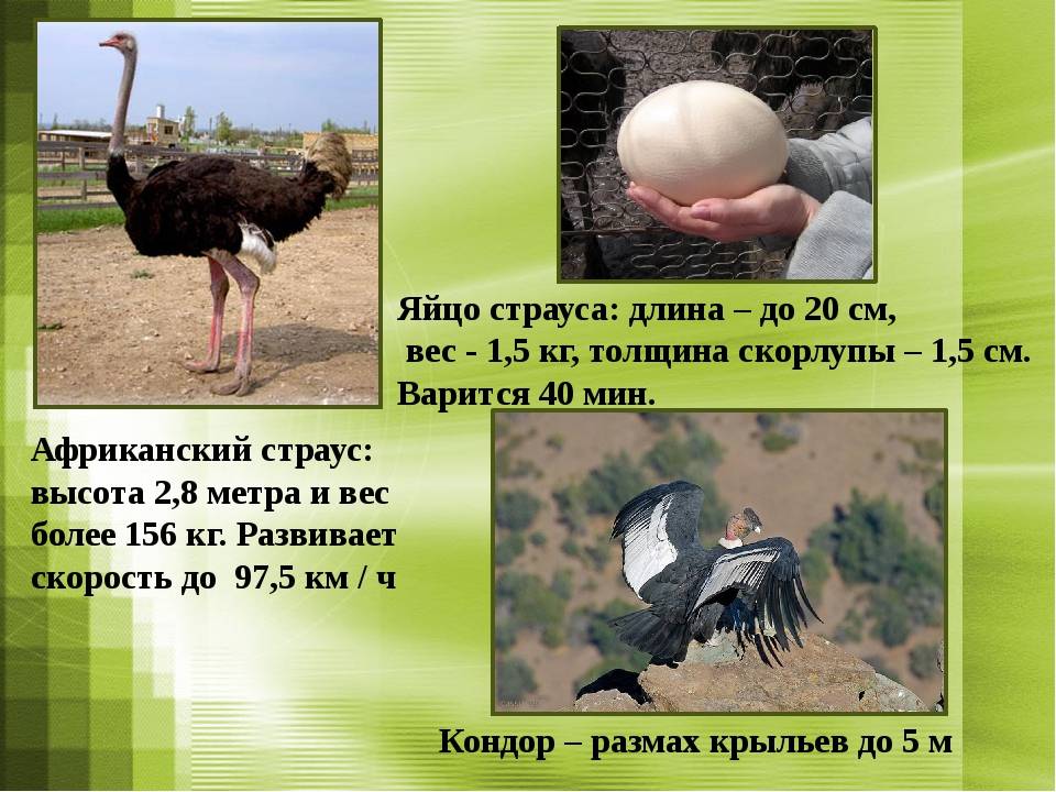 Сколько килограмм весит страус и таблица показателей в зависимости от породы