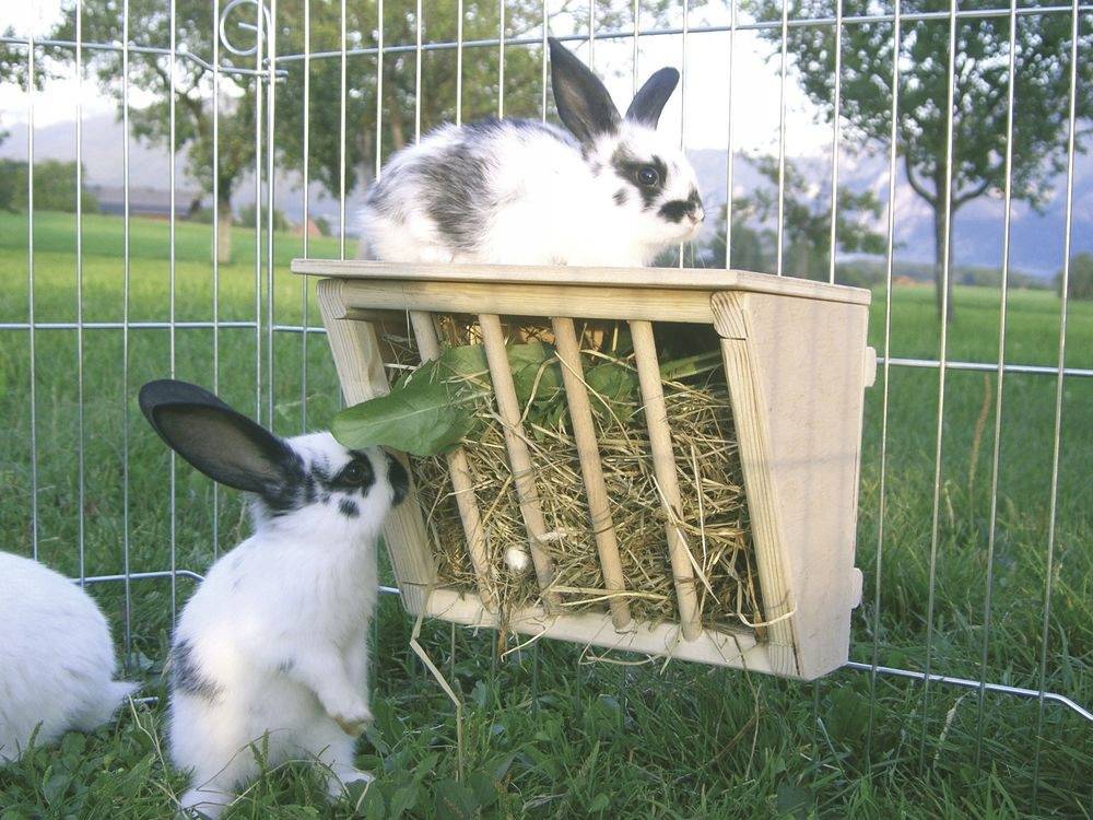 Кормушки и поилки для кроликов своими руками: виды и изготовление бункерной и других видов приспособлений