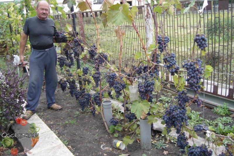 Виноград Кодрянка: посадка и уход за сортом