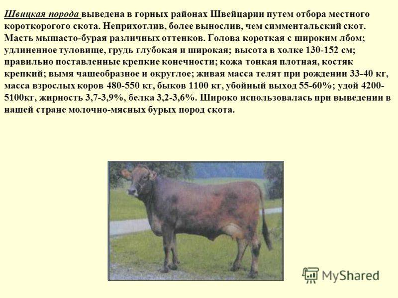 Мясные и молочные породы коров с фото и описанием