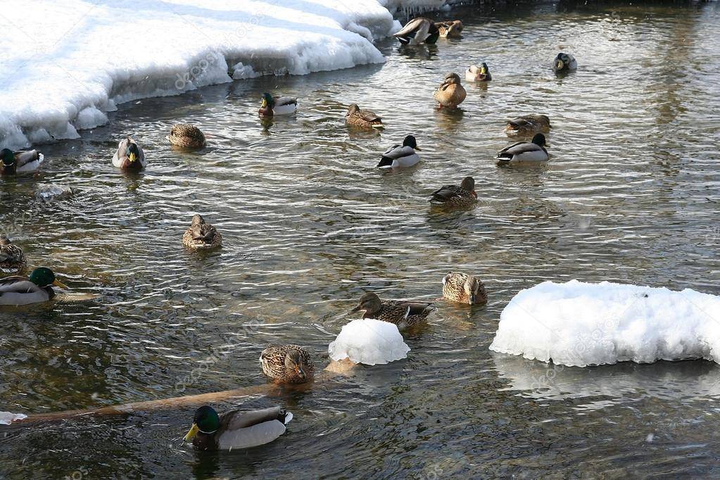 Почему плавают утки? А можно ли плавать домашним уткам зимой?