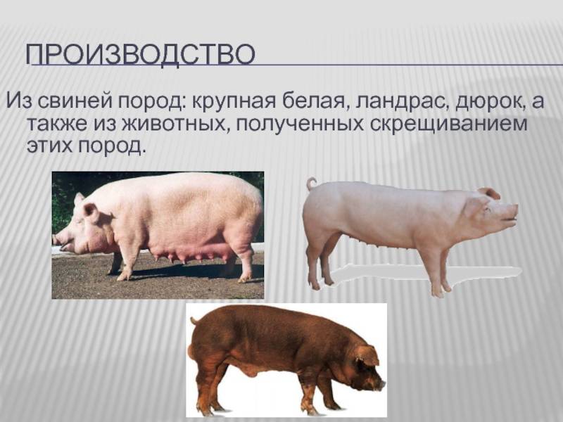 Порода свиней ландрас: описание и характеристика