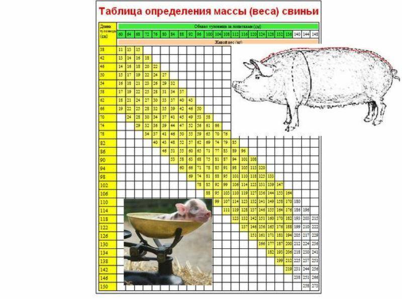 Вес поросят по месяцам — таблица. как узнать вес свиньи без весов: таблица, способы определения и расчетов