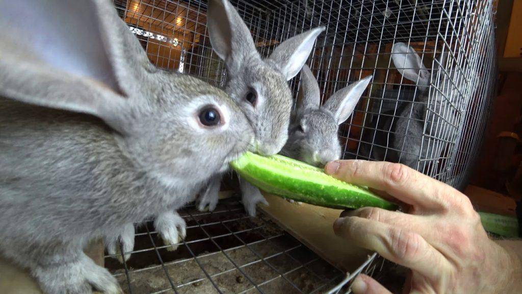 Можно ли кроликам давать тыкву и кабачки
