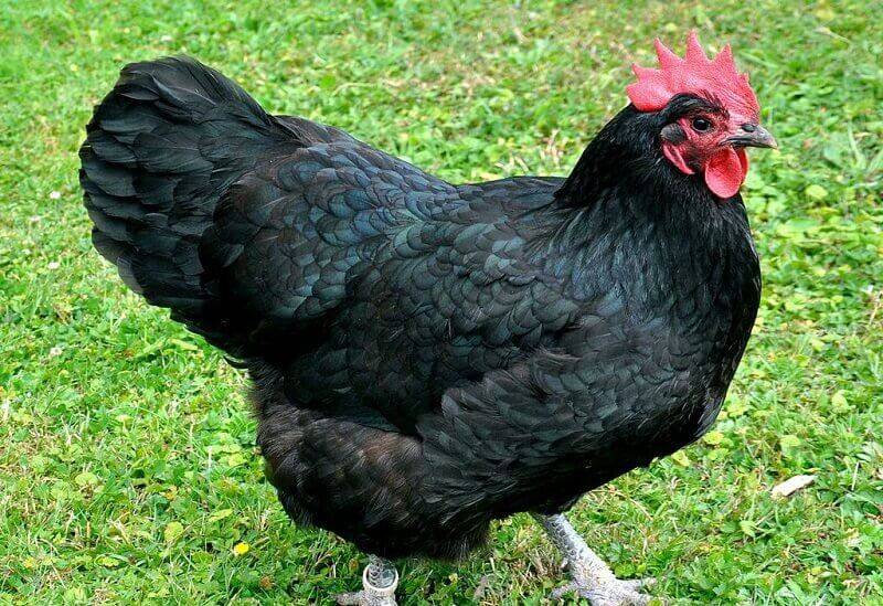 Австралорп черно-пестрый — птицеводство. разведение кур -> породы кур -> мясо-яичные породы кур
