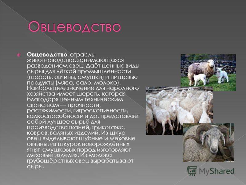 Молочные породы овец: овечье молоко, доение овец