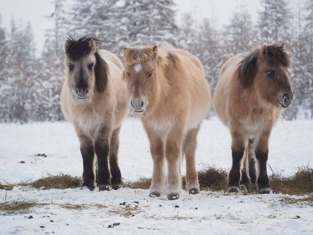 Якутская корова: описание и особенности разведения