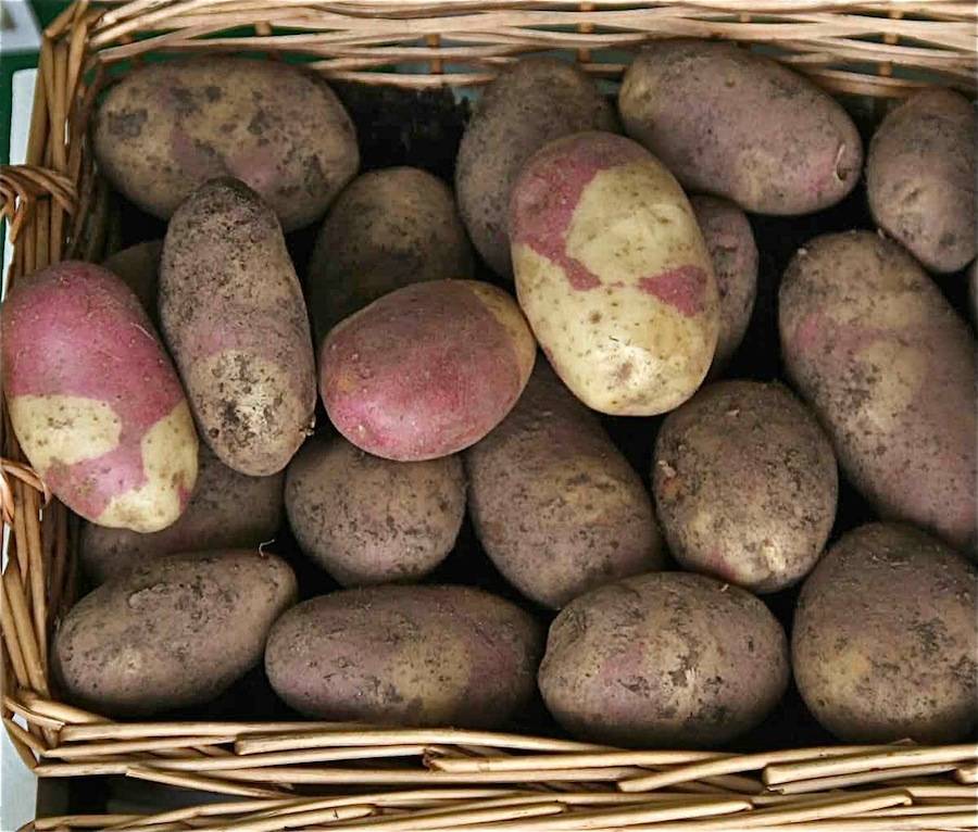 Сорт картофеля ароза: описание и характеристика, отзывы