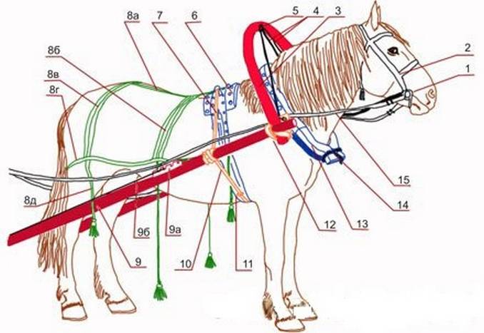 Запряженная лошадь: как правильно запрячь коня в сани и телегу?