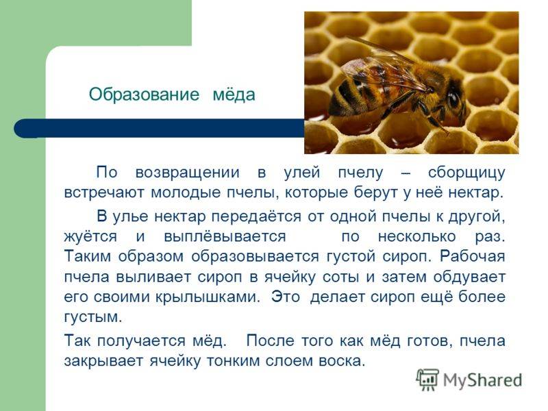 Как делают мед пчелы и для чего. процесс производства