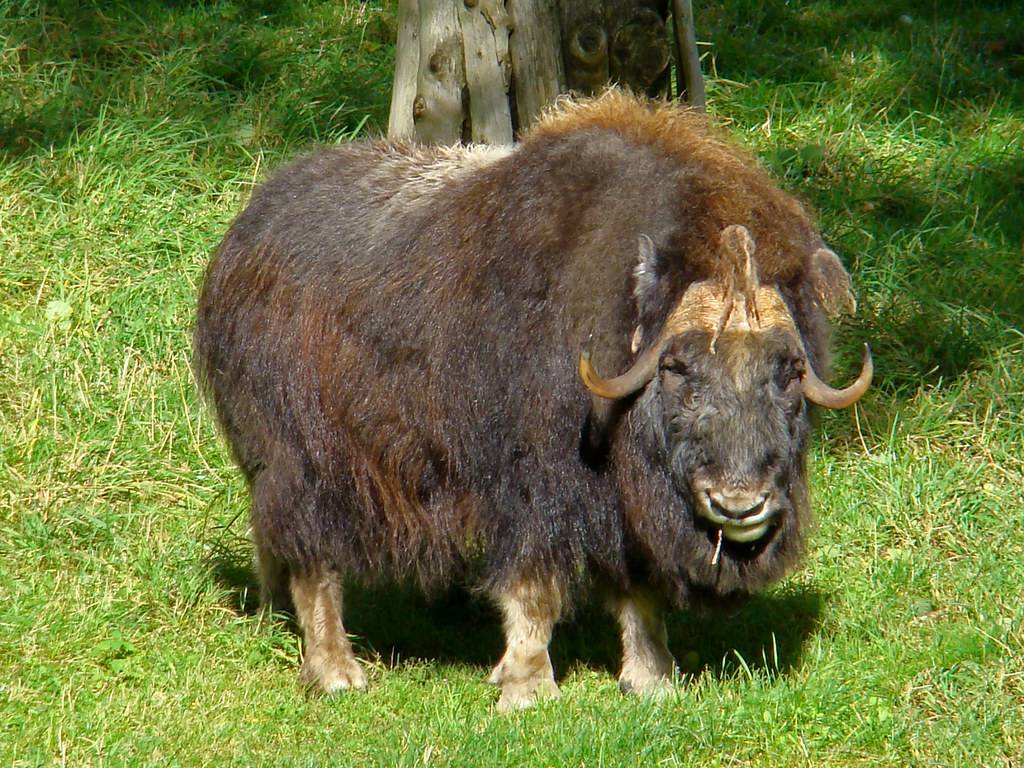 Овцебык (мускусный бык): где обитает, интересные факты, внешний вид животного