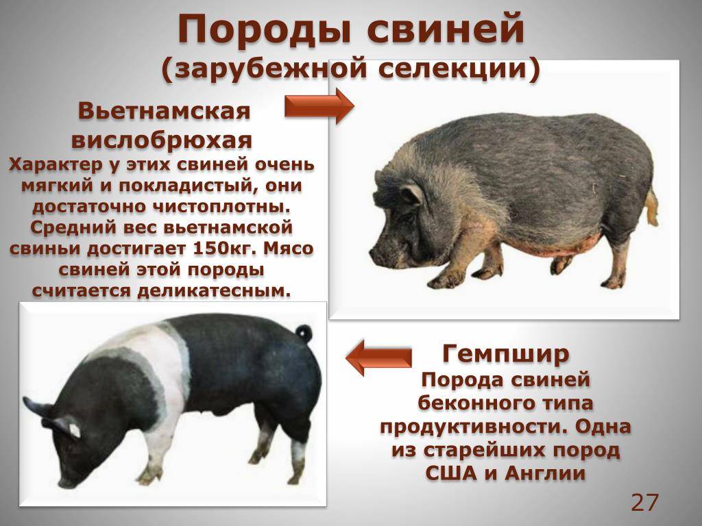 Мясные породы свиней: описание, продуктивность, уход, разведение