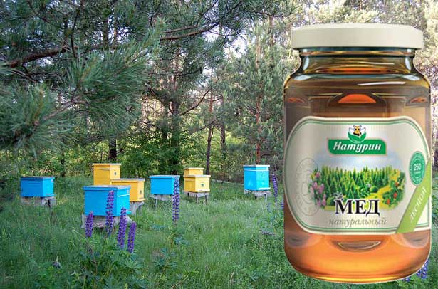 Васильковый мед: полезные свойства и противопоказания, особенности