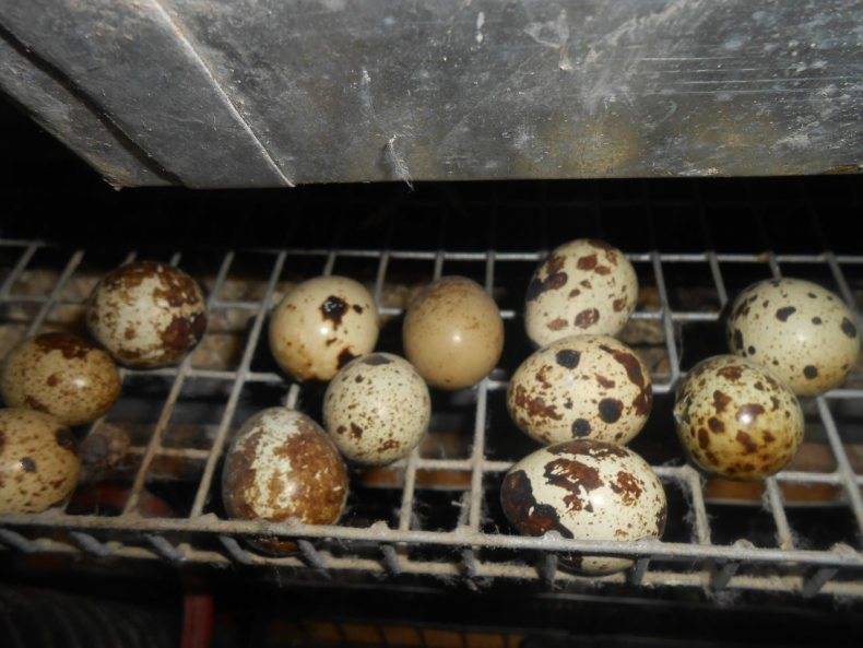 Перепелиные яйца для инкубации: как правильно отобрать