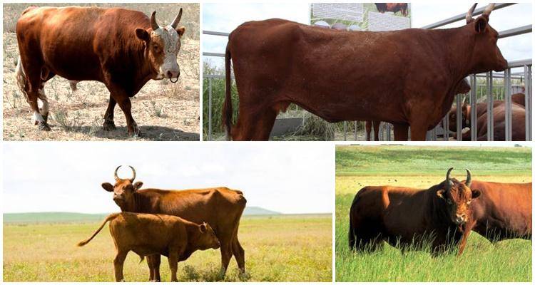 Калмыцкая порода коров: достоинства и особенности содержания крс