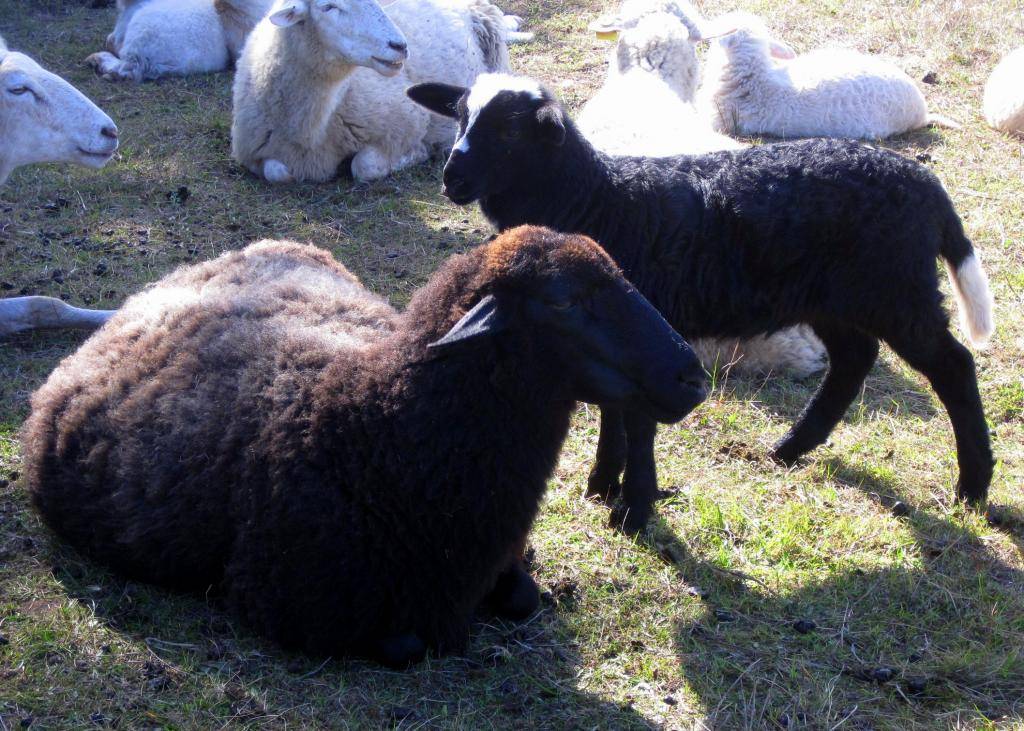 Карачаевская порода овец: описание, характеристики и фото