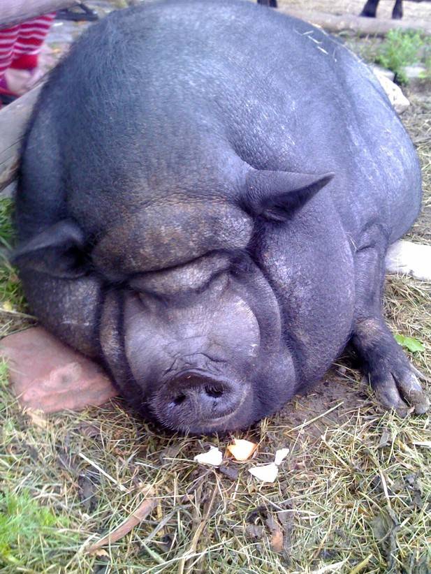 Самые большие свиньи в мире ?: характеристики пород, особи-гиганты, свинки-рекордсмены