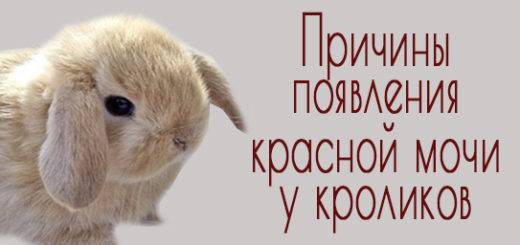 Почему у кроликов красная моча: физиологические и патологические причины