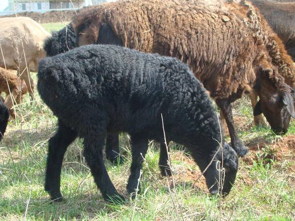 Гиссарская порода овец. гиссарская порода: описание, продуктивность, разведение :: syl.ru