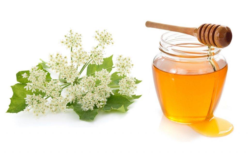 Цветочный мед: полезные свойства и противопоказания, описание, как выглядит, калорийность