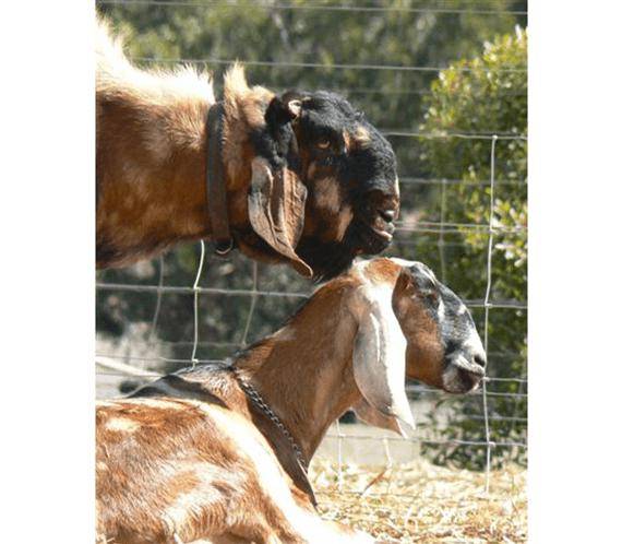 Нубийская коза: описание породы и производительности