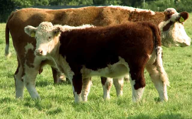 Герефордская порода быков характеристика