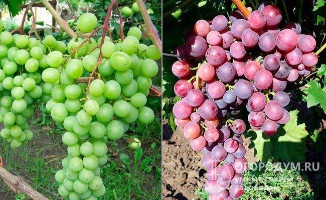 Особенности и характеристики винограда монарх