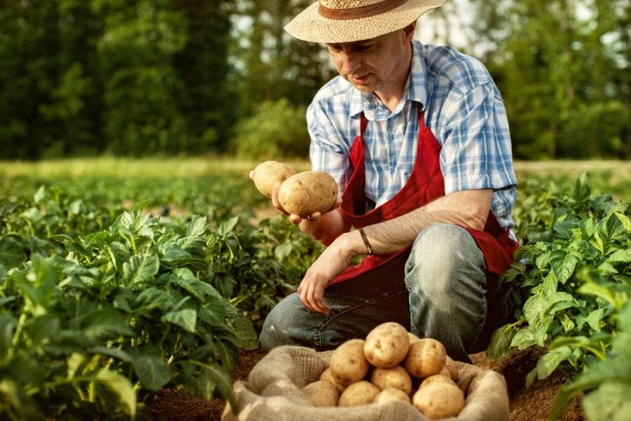 Советы начинающим фермерам. планируем сезон 2021