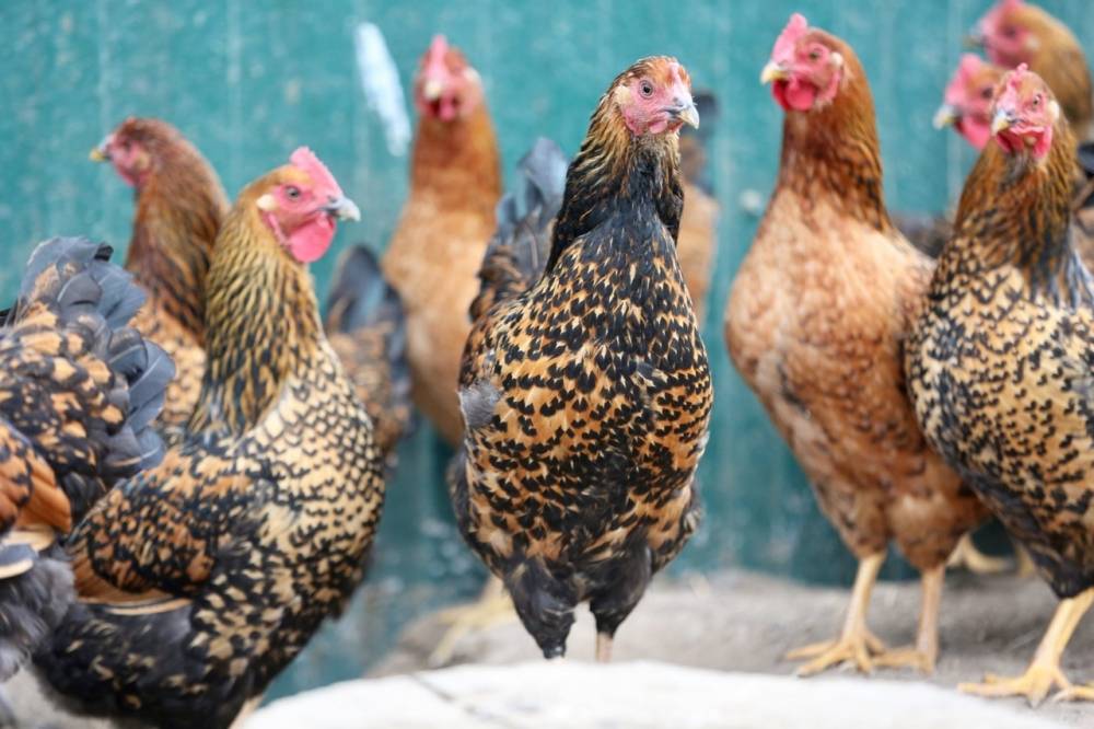 Курицы породы кучинская юбилейная: характеристика петухов и кур, их описание